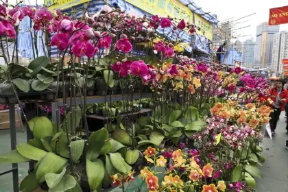 Flower Market Victoria Park 2024