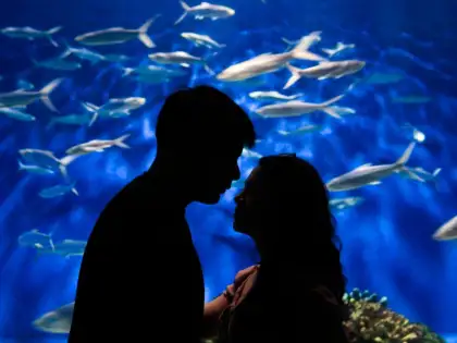 Valentines Under The Sea Manila Ocean Park