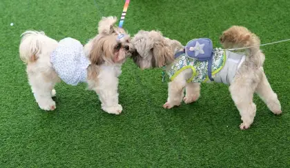 Pet Summit Philippines 2024 Ayala Malls Manila Bay