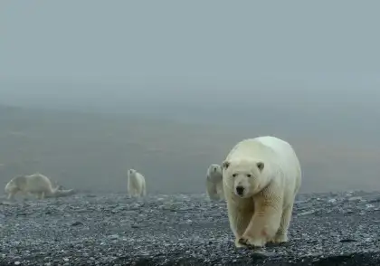 1 Arctic 3D: Our Frozen Planet