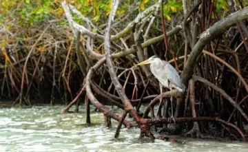 Shifting Shores Coastal Futures in a Changing Climate
