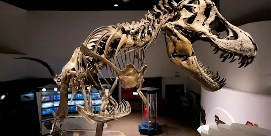 The Mind Musuem 2022 Dinosaur Fossil2