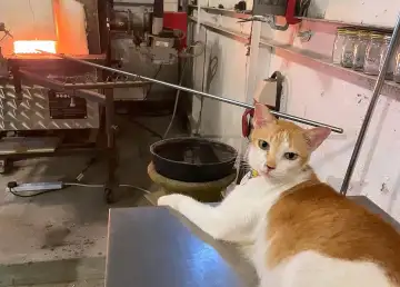 401136425 18286283833158266 7498032078807547827 n