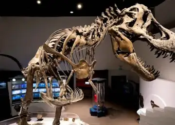 The Mind Musuem 2022 Dinosaur Fossil2