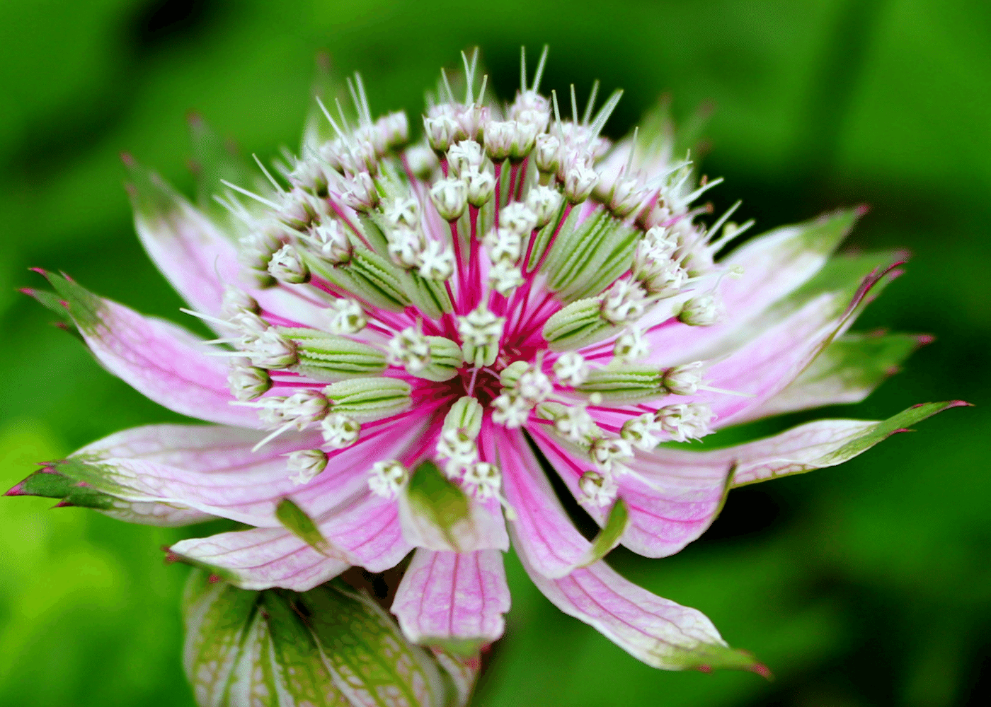 6 Hay Fever Friendly Flowers That Will Brighten Your Day 5