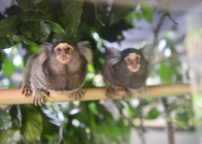 Kadoorie Farm and Botanic Garden
