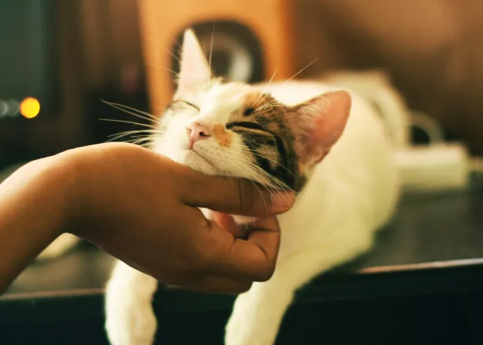 Cat Cafés in Hong Kong for A Purrfect Afternoon Tea Sesh