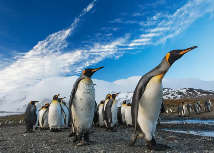 Emperor Penguins Face Quasi Extinction By End Of the Century Header