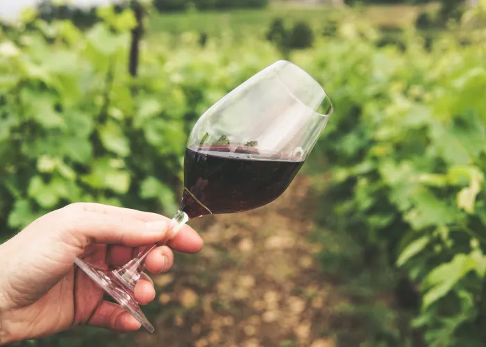 A Nouveau Enthusiasts Guide to Everything About Wine