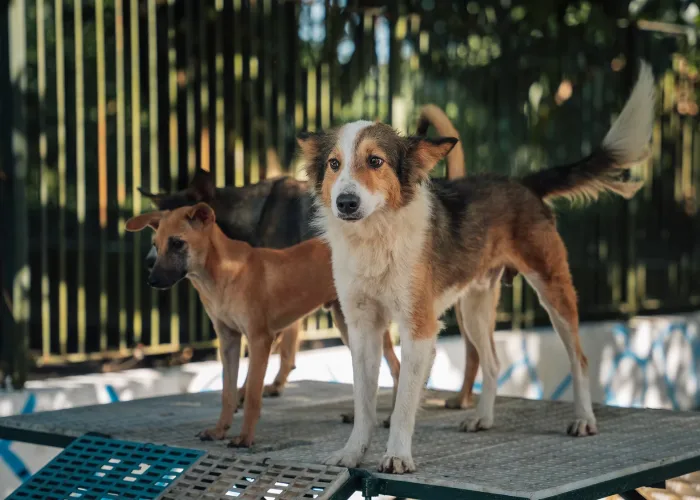 Rescue Dogs
