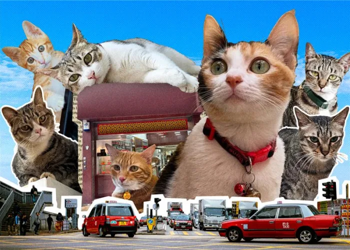 Sheung Wan Cats 1