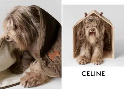 Celine dog accessories