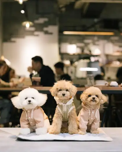 Furry Friends Visiting the Cafe