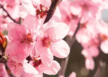 chinese new year flower market hong kong