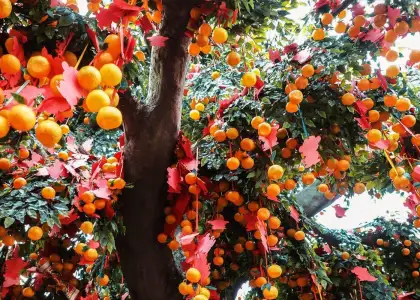 wishing tree chinese new year