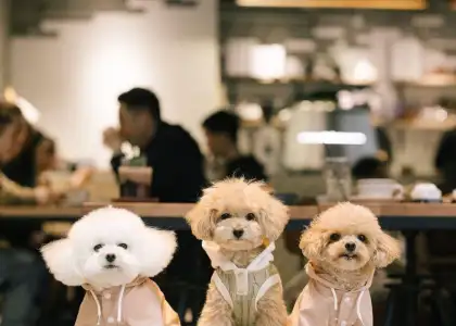 Pet Cafes Valentine's Day Ideas in Hong Kong 2024
