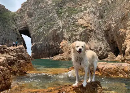exploring dogs lola standing in front of jin island