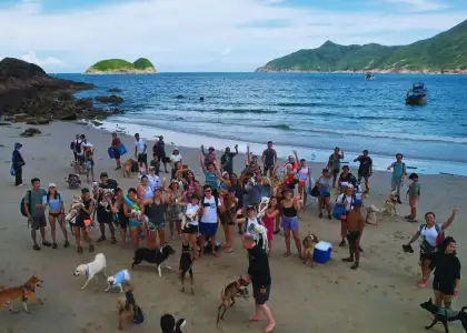 exploring dogs 2nd anniversary party on beach with crowds of dogs and pet owners