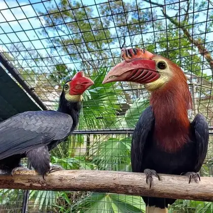 Local hornbills perched on a tree branch