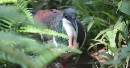 A snapshot of the bleeding heart dove
