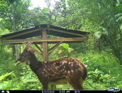 A camera snapshot of a Visayan spotted deer