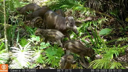 A camera snapshot of a Visayan warty pig