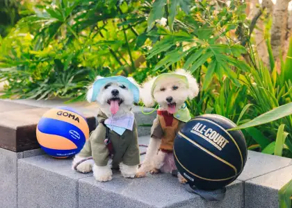 An image of 2 dogs with outdoor-themed outfit