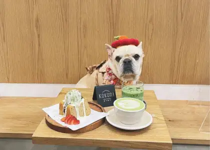 Image featuring a dog with a table of drinks