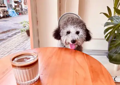 Image featuring a dog and iced drink at Café Pawsitive