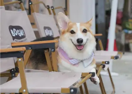 Outdoor seating at Bogu