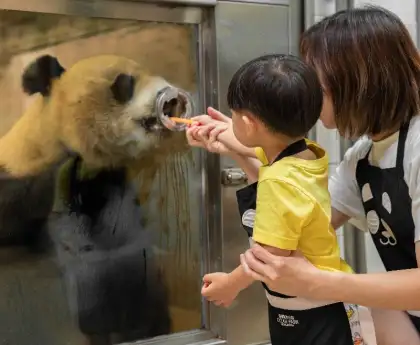 Panda feeding activity