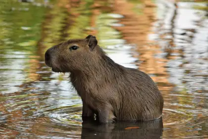 Capybara in the wild