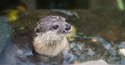 Swimming Otter