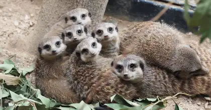 Mob of Meerkats