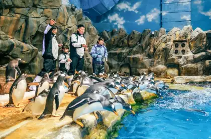 Penguin Expedition at Ocean Park HK