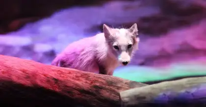 Arctic Fox