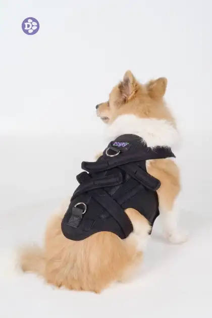 Corgi with Posture Support Brace
