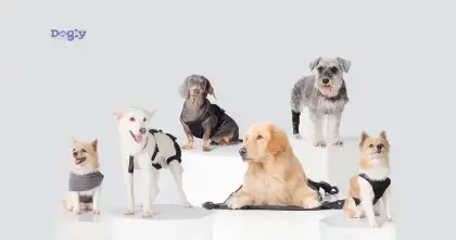 Dogly Orthopedics by Manly Products