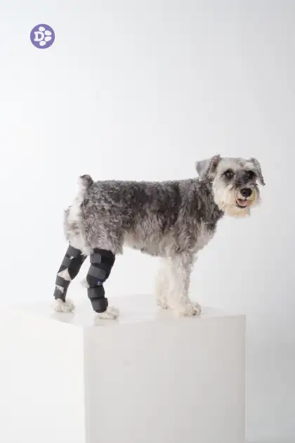 Dog with Patella Brace