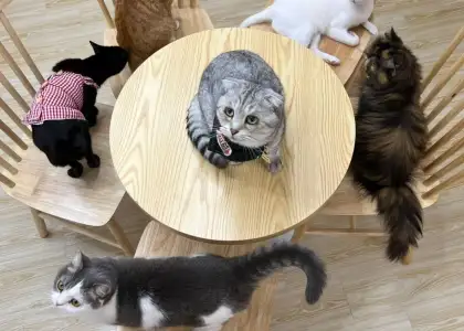 Cats Tea Room