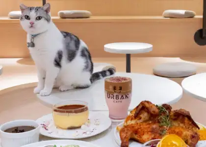 Cats and Western Fare at Urban Cafe