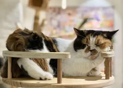 Catio Cat Cafe