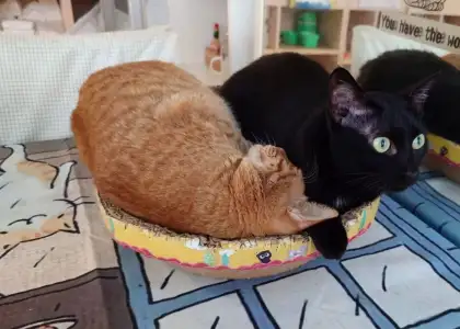 Cats snuggling at Cat Island Cafe