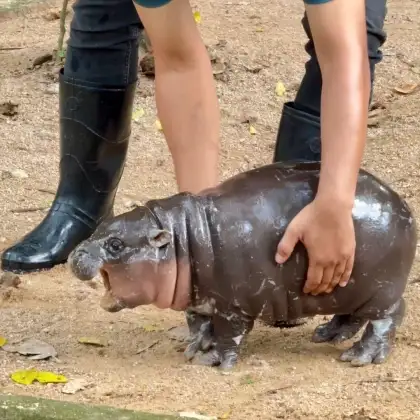 Moo Deng with her mouth open