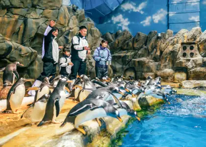 Ocean Park Hong Kong Penguin Expedition