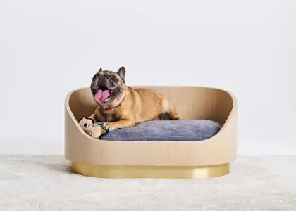 Linus on maple grey bed