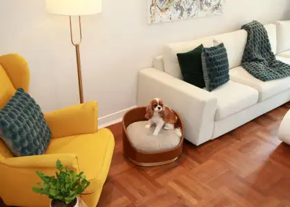 Liebling in Living room