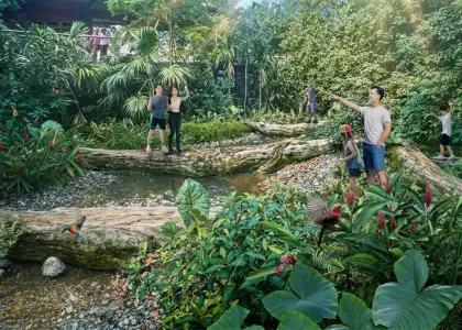 Rainforest Wild Asia