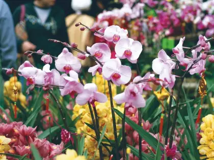 2025 Lunar New Year Fairs