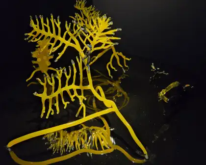 Goldie Poblador incorporates sight, smell, and sound into her works.